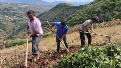 土瓜丰收季:嘎吉镇茂吉村特色产业助力乡村振兴-会东网