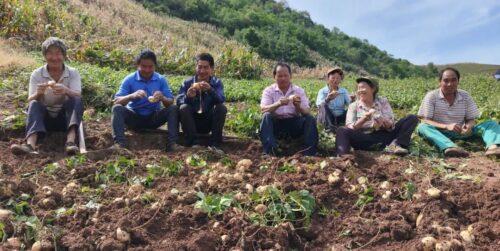 土瓜丰收季:嘎吉镇茂吉村特色产业助力乡村振兴插图2 土瓜丰收季:嘎吉镇茂吉村特色产业助力乡村振兴插图2
