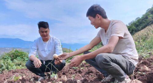 土瓜丰收季:嘎吉镇茂吉村特色产业助力乡村振兴插图5 土瓜丰收季:嘎吉镇茂吉村特色产业助力乡村振兴插图5