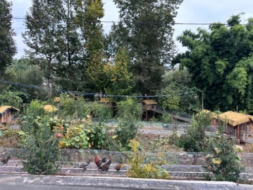 姜州镇创新“隧道养鸡”模式 助力乡村振兴实现绿色发展-会东网