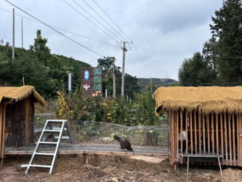 姜州镇创新“隧道养鸡”模式 助力乡村振兴实现绿色发展插图2 姜州镇创新“隧道养鸡”模式 助力乡村振兴实现绿色发展插图2