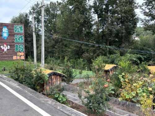 姜州镇创新“隧道养鸡”模式 助力乡村振兴实现绿色发展插图 姜州镇创新“隧道养鸡”模式 助力乡村振兴实现绿色发展插图