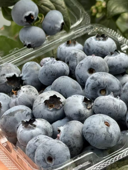 会东县蓝莓现代农业产业园区：早熟上市，填补市场空缺，助力乡村振兴插图3