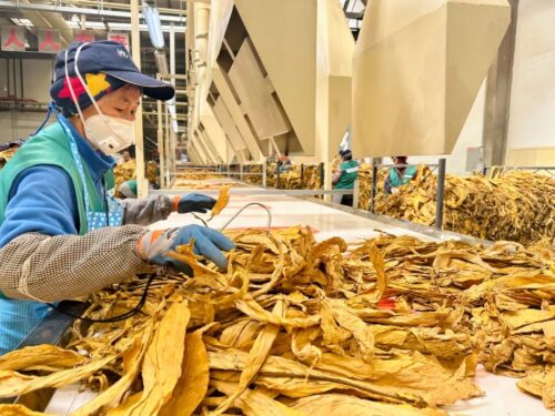 会东复烤厂2024烤季生产启动:聚焦质量提升与数字化转型,助力烟草产业链升级-会东网