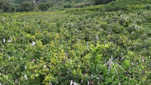 光明村闲置土地变“金果园”,爱媛“果冻橙”促增收-会东网