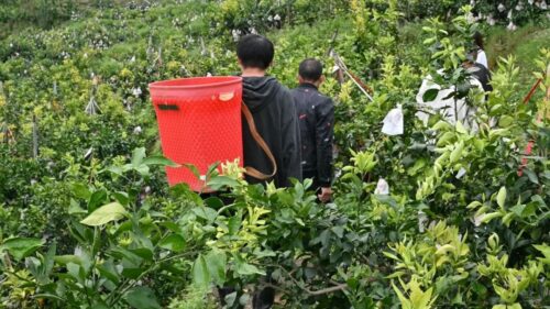 光明村闲置土地变“金果园”，爱媛“果冻橙”促增收插图1