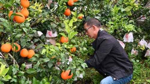 光明村闲置土地变“金果园”，爱媛“果冻橙”促增收插图2