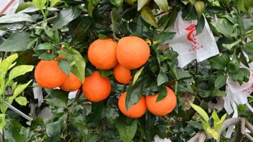 光明村闲置土地变“金果园”，爱媛“果冻橙”促增收插图3