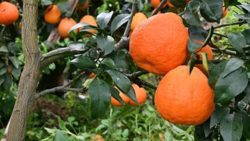 光明村闲置土地变“金果园”，爱媛“果冻橙”促增收插图4