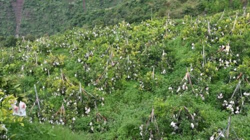 光明村闲置土地变“金果园”，爱媛“果冻橙”促增收插图5