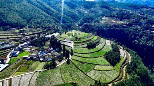 满银沟镇高山有机蔬菜：乡村振兴的“压舱石”-会东网