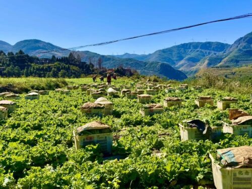 满银沟镇高山有机蔬菜：乡村振兴的“压舱石”插图1