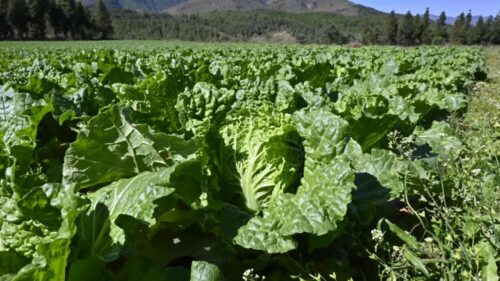 满银沟镇高山有机蔬菜：乡村振兴的“压舱石”插图2