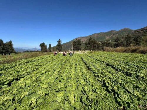 满银沟镇高山有机蔬菜：乡村振兴的“压舱石”插图4