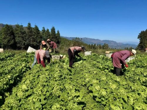 满银沟镇高山有机蔬菜：乡村振兴的“压舱石”插图3