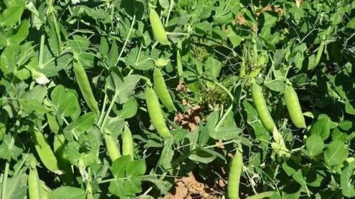 铁柳镇秋豌豆大丰收:农业现代化助力乡村振兴插图 铁柳镇秋豌豆大丰收:农业现代化助力乡村振兴插图