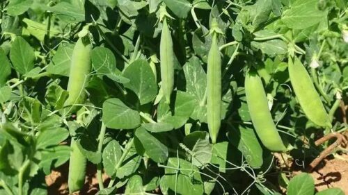 铁柳镇秋豌豆大丰收:农业现代化助力乡村振兴插图2 铁柳镇秋豌豆大丰收:农业现代化助力乡村振兴插图2