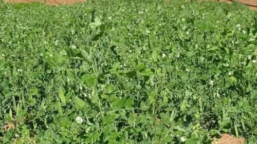 铁柳镇秋豌豆大丰收:农业现代化助力乡村振兴插图1 铁柳镇秋豌豆大丰收:农业现代化助力乡村振兴插图1