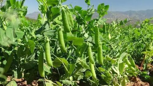 铁柳镇秋豌豆大丰收:农业现代化助力乡村振兴插图3 铁柳镇秋豌豆大丰收:农业现代化助力乡村振兴插图3