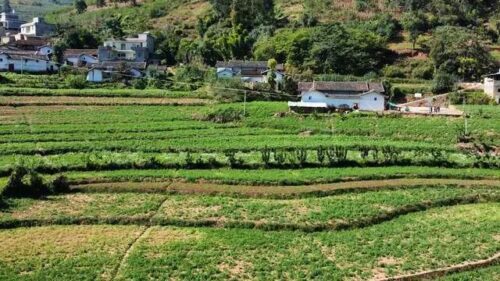 铁柳镇秋豌豆大丰收:农业现代化助力乡村振兴插图4 铁柳镇秋豌豆大丰收:农业现代化助力乡村振兴插图4