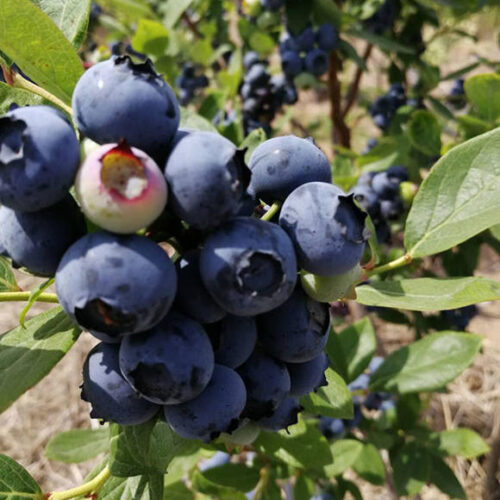 凉山晴天蓝果业有限公司蓝莓大不同插图2 凉山晴天蓝果业有限公司蓝莓大不同插图2