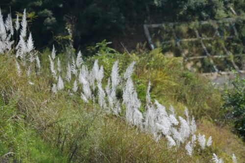 沪滇合作开展昆明禾本科植物资源调查插图9 沪滇合作开展昆明禾本科植物资源调查插图9