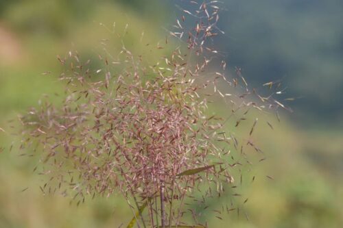 沪滇合作开展昆明禾本科植物资源调查插图10 沪滇合作开展昆明禾本科植物资源调查插图10