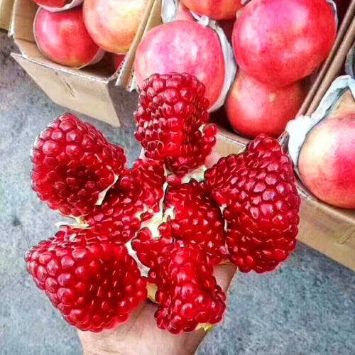 会理:美食与特产交织的魅力小城插图6 会理:美食与特产交织的魅力小城插图6