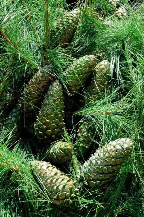 会东华山松:生态与经济共舞的绿色宝藏插图 会东华山松:生态与经济共舞的绿色宝藏插图