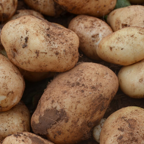 布拖县:美食与特产的宝藏之地插图1 布拖县:美食与特产的宝藏之地插图1