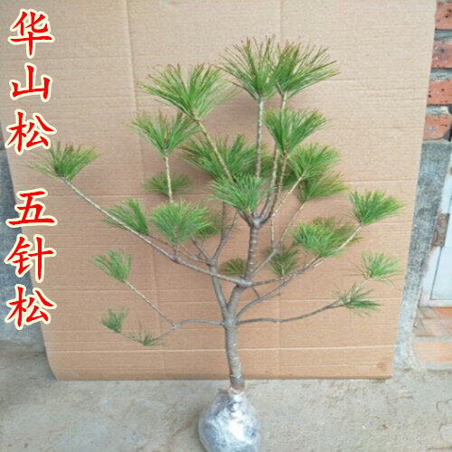 会东华山松:生态与经济共舞的绿色宝藏插图3 会东华山松:生态与经济共舞的绿色宝藏插图3