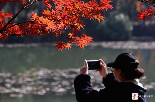 昆明冬日暖阳下，丰泽源植物园色彩斑斓吸引游人插图1