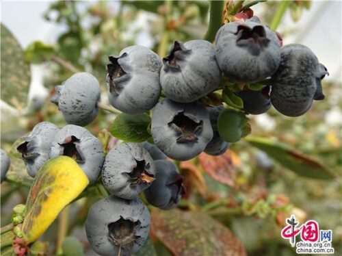 会东M26和M28蓝莓品种特点插图2 会东M26和M28蓝莓品种特点插图2