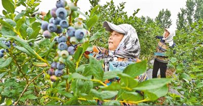 会东蓝莓:小果实铸就大产业-会东网