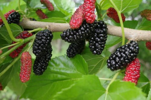 德昌美食与特产:舌尖上的独特魅力插图6 德昌美食与特产:舌尖上的独特魅力插图6