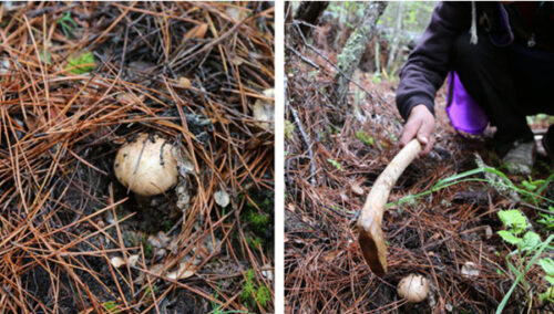 木里县:藏区美食与特产的宝藏之地插图3 木里县:藏区美食与特产的宝藏之地插图3