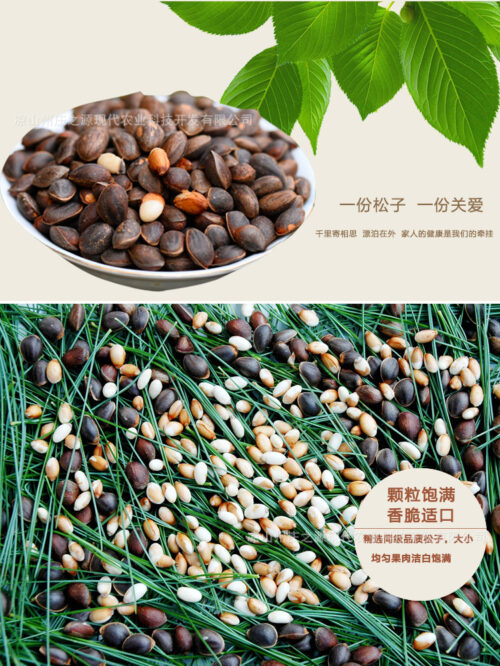 中国国家地理标志产品___会东松籽插图6 中国国家地理标志产品___会东松籽插图6