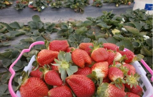 德昌美食与特产:舌尖上的独特魅力插图7 德昌美食与特产:舌尖上的独特魅力插图7