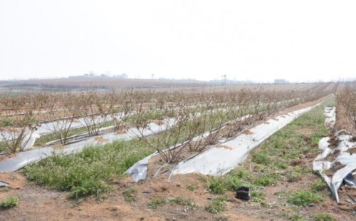 蓝莓种植对土壤的酸碱度要求?插图1 蓝莓种植对土壤的酸碱度要求?插图1