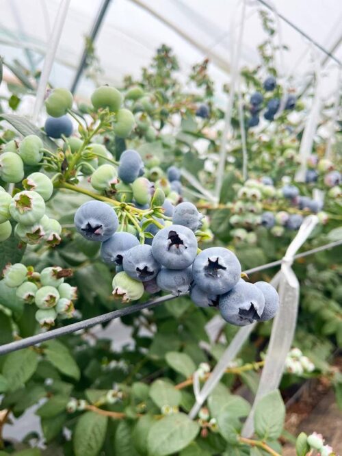 会东县：清洁能源引领绿色发展，蓝莓产业助力乡村振兴插图2