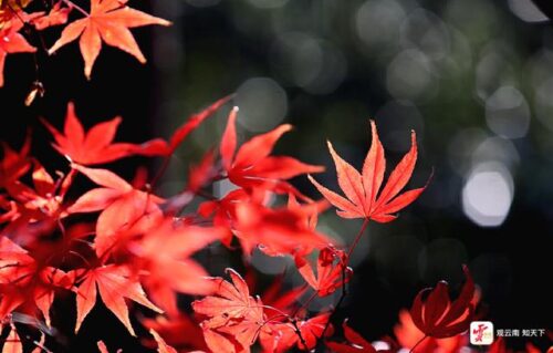 昆明冬日暖阳下，丰泽源植物园色彩斑斓吸引游人插图3