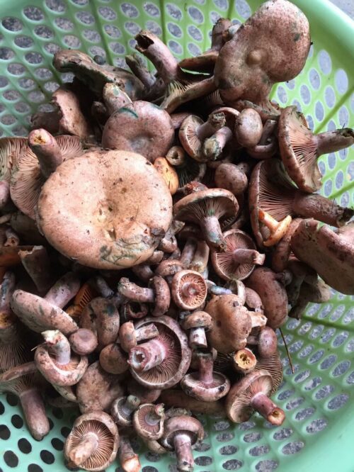 美姑县:多彩的美食与特产宝库插图5 美姑县:多彩的美食与特产宝库插图5