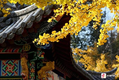 昆明冬日暖阳下，丰泽源植物园色彩斑斓吸引游人插图5