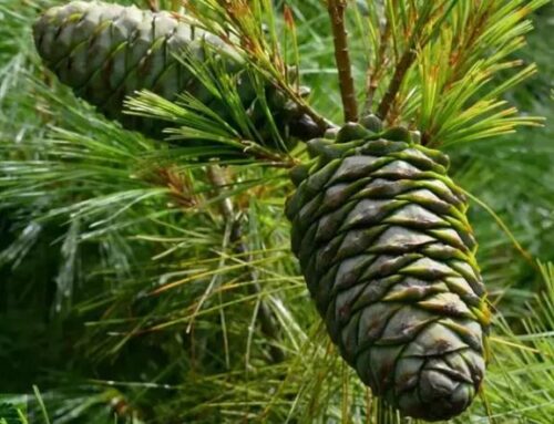 会东华山松:绿色宝藏的崛起之路插图1 会东华山松:绿色宝藏的崛起之路插图1