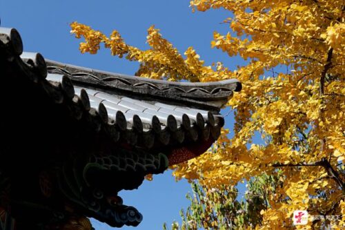 昆明冬日暖阳下，丰泽源植物园色彩斑斓吸引游人插图6