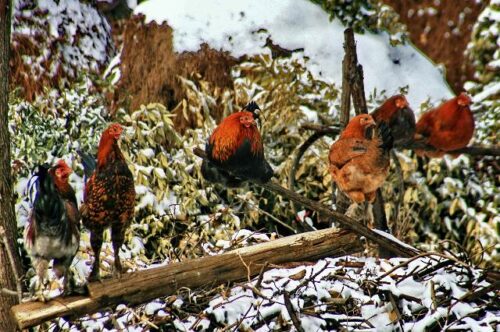 魅力喜德:美食与特产的宝藏之地插图1 魅力喜德:美食与特产的宝藏之地插图1