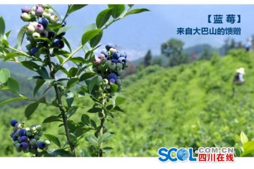 会东M26和M28蓝莓品种特点-会东网