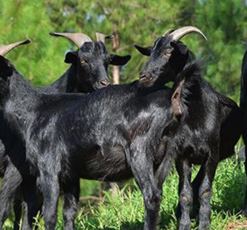 会理:美食与特产交织的魅力小城插图10 会理:美食与特产交织的魅力小城插图10