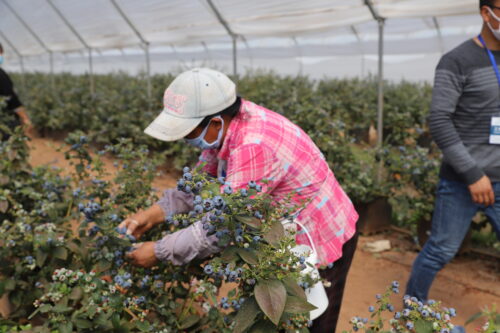 会东M26和M28蓝莓品种特点插图1 会东M26和M28蓝莓品种特点插图1