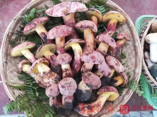 魅力昭觉:舌尖上的宝藏之地插图8 魅力昭觉:舌尖上的宝藏之地插图8